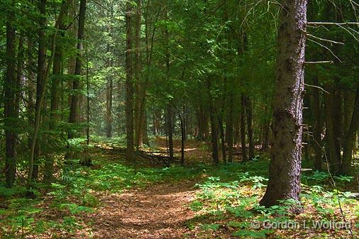 Morris Island Trail_49514.jpg - Morris Island Conservation AreaPhotographed near Fitzroy Harbour, Ontario, Canada.